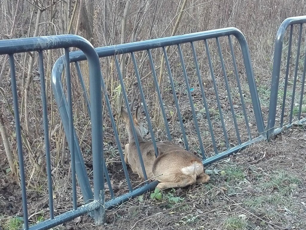 Fot. Straż Gminna w Czerwonaku