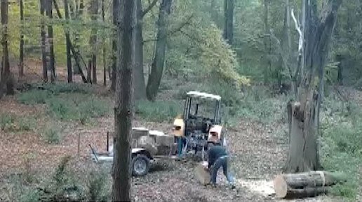 Fot. Nadleśnictwo Grodzisk/Regionalna Dyrekcja Lasów Państwowych w Poznaniu